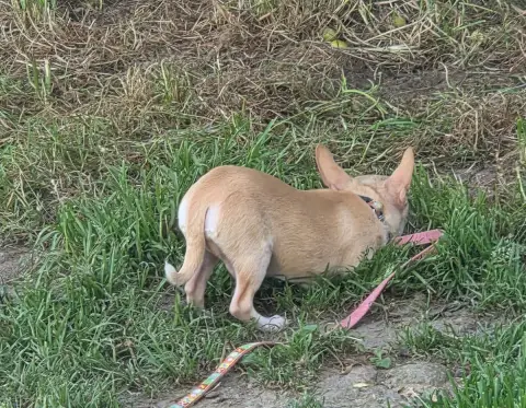 Chihuahua  Bohèm D'Oclair Des Loups photo 3