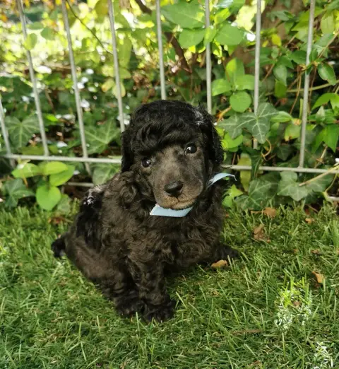 Caniche  Mr Bleuet Du Feu D'Argent photo 2
