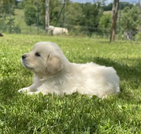 Golden Retriever  Butterfly