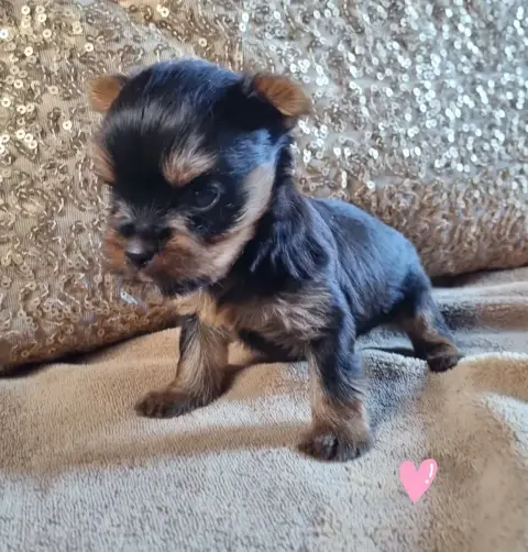 Yorkshire Terrier  Chiot 1 Du Logis De Beaumanoir