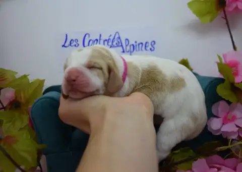 Basset Hound  Bonbon Des Contrées Alpines photo 2