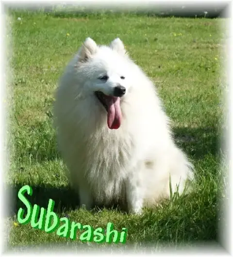 Spitz Japonais  B........ Des Joyeux Dahus