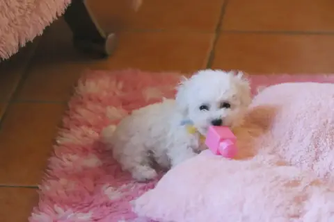 Adopter Bichon Frise 
                        Bao De La Felho 9c471