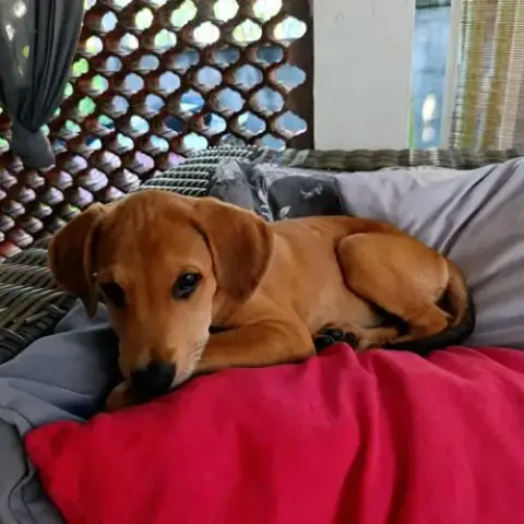 Loki, Le Plus Génial