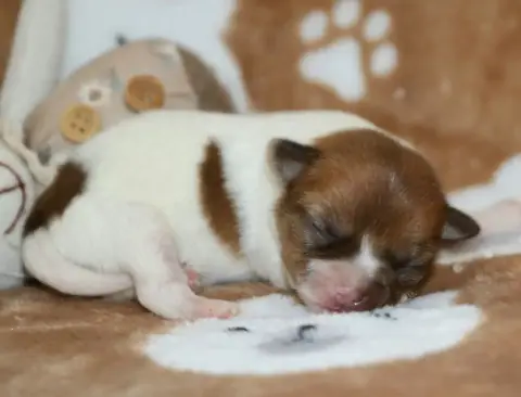 Chihuahua  Chiot N°4 Voxel Ux