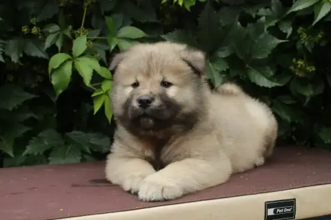 Eurasier  Brioche Des Montagnes Argentées