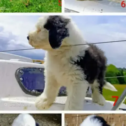 Chiots Bobtail Cherchent Famille À Calins