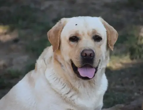 Labrador Retriever photo 3