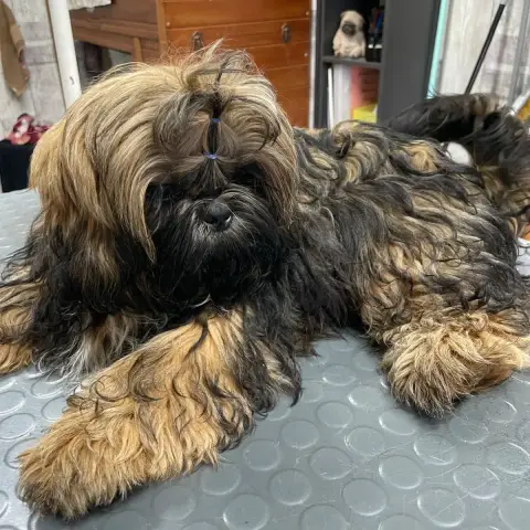 Shih Tzu  Bali The Tresors By Lou photo 2