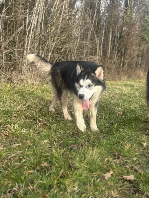 Alaskan Malamute  Alfonso Des Marais De Courmont photo 3