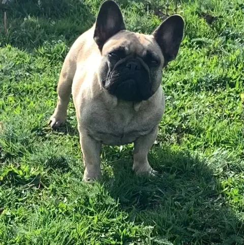 Bouledogue Français  Chiot 4 Des Éclats De Cassiopée ba3c5 photo 2