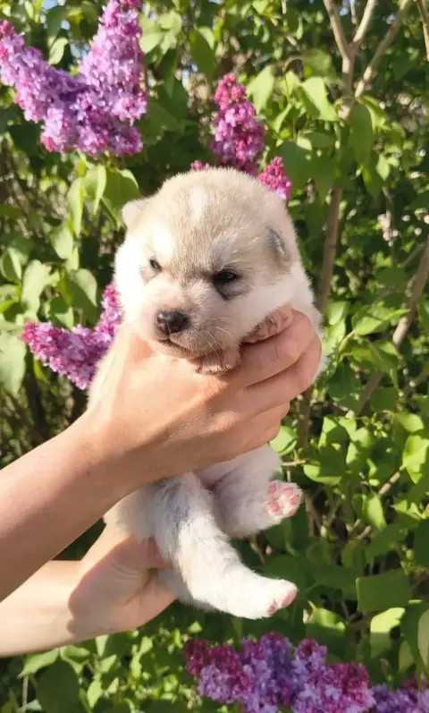 Siberian Husky  Chiot 5 Rouge Of Everbloom photo 3