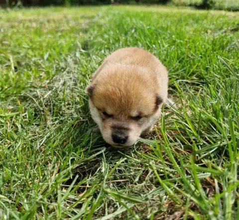Shiba