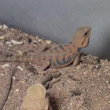 Bebe Pogona