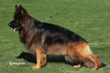 Berger Allemand Poil Long  Chiot N°3 Des Compagnons D da27e photo 2