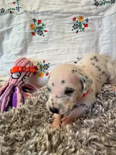 Dalmatien  Collier Orange Des Gardiennes De La Vallée 47b2e photo 3