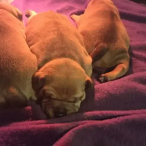 Magnifique Staffy Rouge Lof