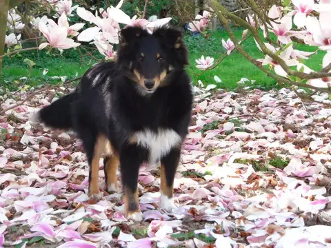 Shetland Sheepdog  Boo De L’Ocean Noire photo 2