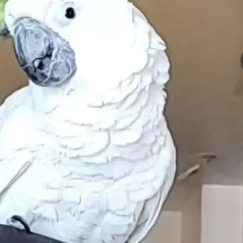 Cacatoes Alba 4 Ans