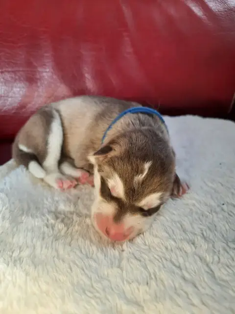 Siberian Husky  Bounty De L'Etoile Bleu Polaire
