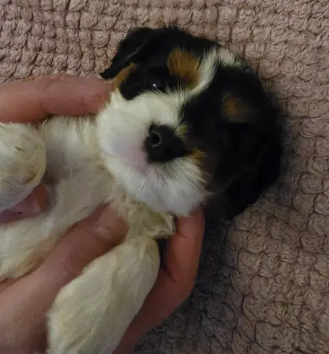Cavalier King Charles Spaniel  Chiot N°2 Du Domaine D 2891d photo 2