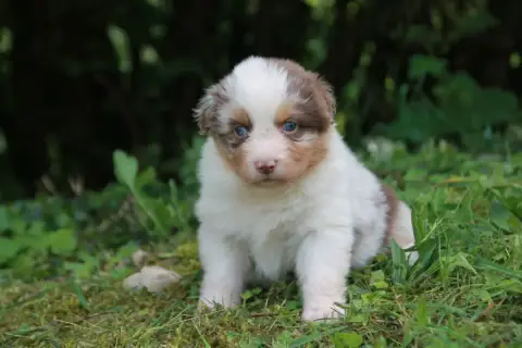 Berger Australien  Chiot N°5 Du Rêve Des Joyaux