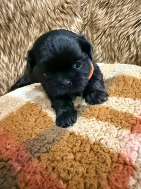 Shih Tzu  Chiot N°6 Des Canailles De Boubou