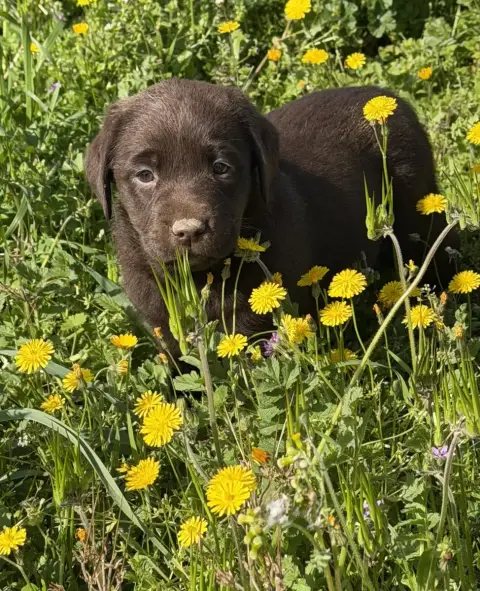 Labrador Retriever  Chocolat Du Clos Du Barrian