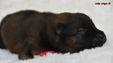 Eurasier  Chiot 3 Des Legendes De Retz