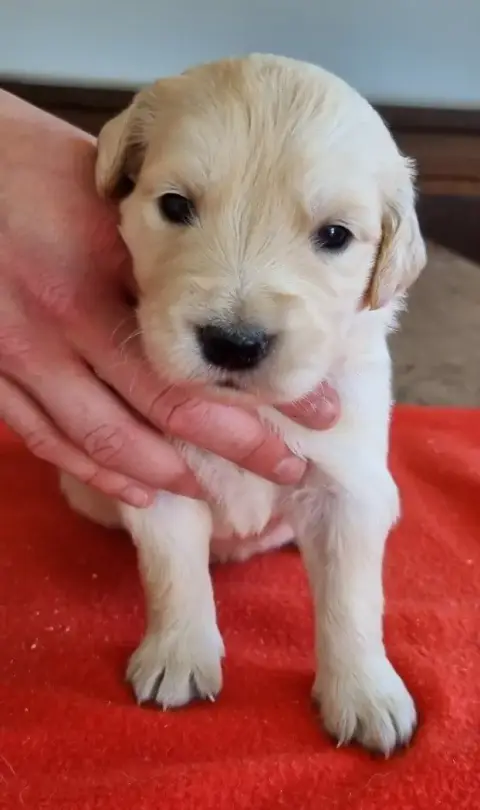Golden Retriever  Chiot N°7 Des Hirondelles Du Voyage e24b8 photo 3