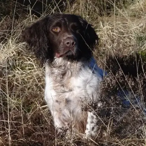 English Springer Spaniel  Chiot N°2 Brush Master photo 3