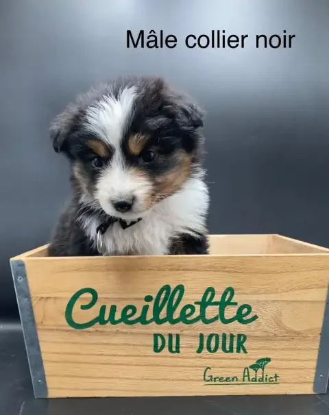 Berger Américain Miniature  Chiot N°4 Des Joyaux Des  1d11a