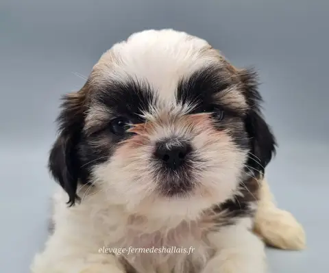 Shih Tzu  Brienne Du Mont De La Chenaie