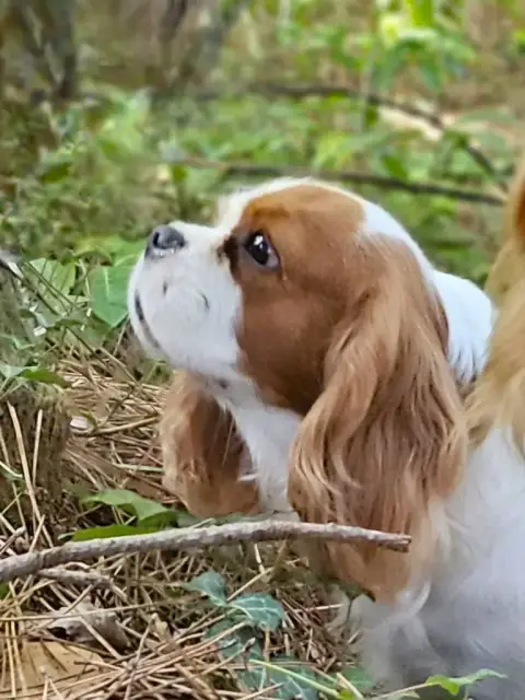 Cavalier King Charles Spaniel  B5 Du Clan Des Boulapa 367e6 photo 3