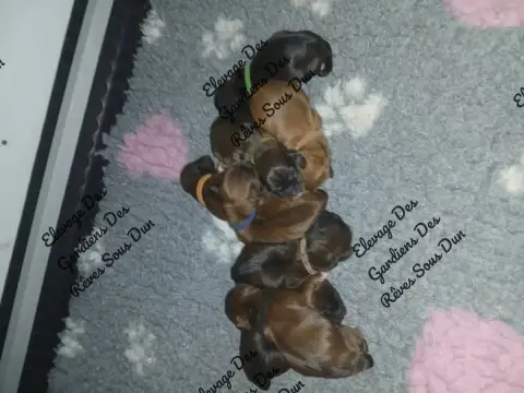 Lhassa Apso  Chiot 5 Des Gardiens Des Reves Sous Dun 982f5