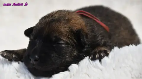 Eurasier  Chiot 1 Des Legendes De Retz photo 2