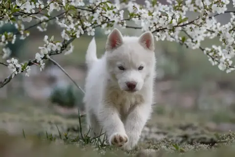 Siberian Husky  Boreas Frost Siberian Southeast photo 2