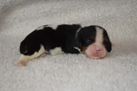 Cavalier King Charles Spaniel  B....... Du Millésime  e2b99