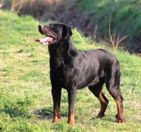 Berger De Beauce  Chiot N°2 De Genevayse photo 3