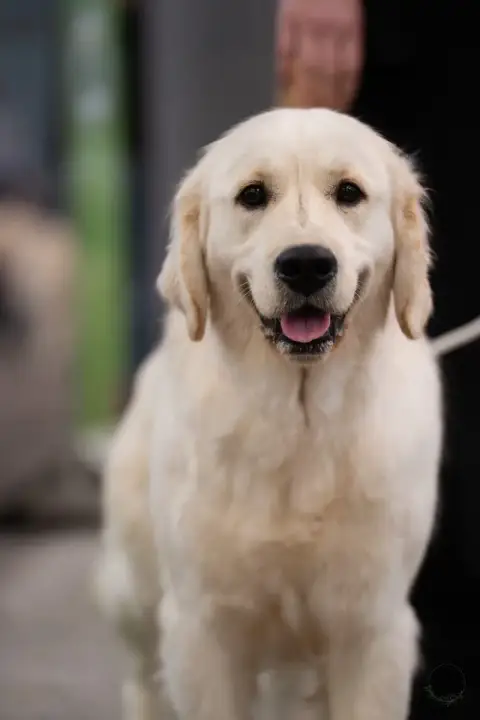 Golden Retriever  Mr Noir Du Domaine Du Petit Perchis 3abf2 photo 3