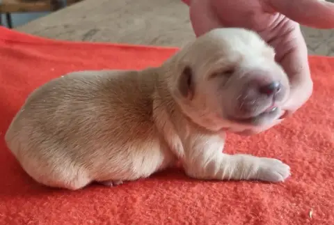 Golden Retriever  Chiot 1 Des Hirondelles Du Voyage b3c58