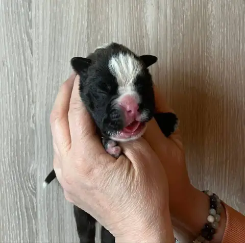 Boxer  Bartok De L'Aire D'Alsace