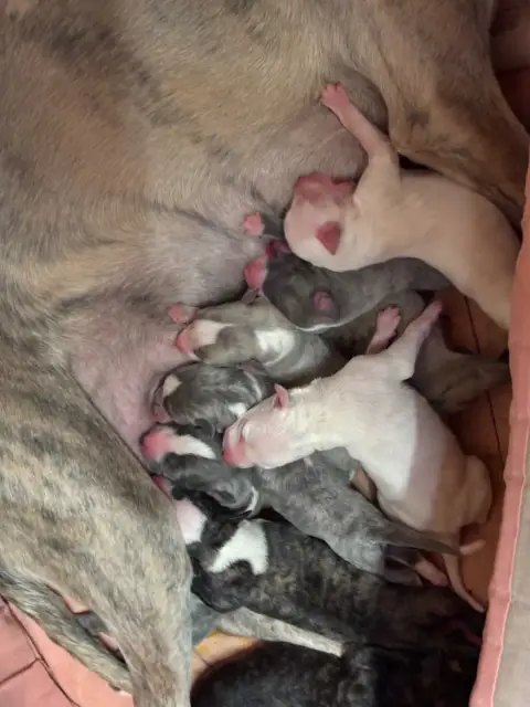 Whippet  Bianca Du Cèdre Enchanté photo 2