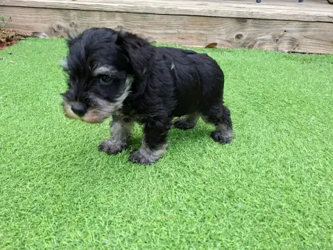 Schnauzer Miniature  Chiot 3 Du Hameau Du Roy photo 2