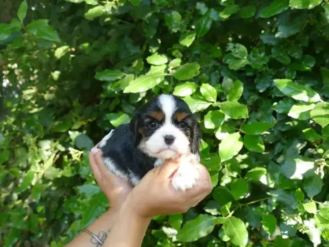Cavalier King Charles Spaniel photo 2