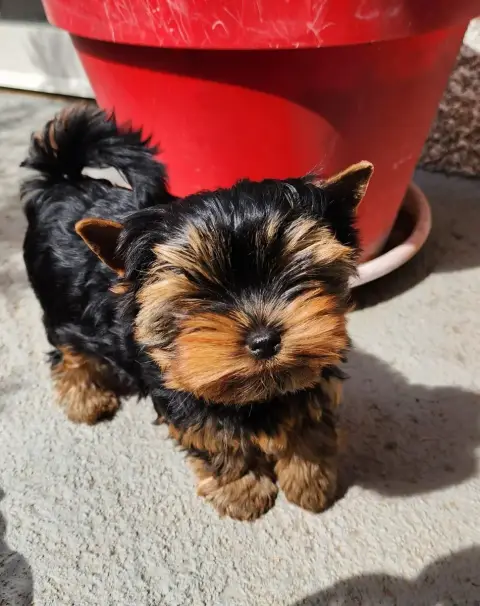 Yorkshire Terrier  Chiot N°1 Du Rocher De Sylëam photo 3