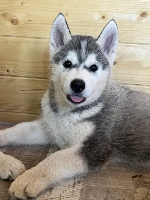 Siberian Husky  Blue Snake Eyes Of Seven’S Legacy