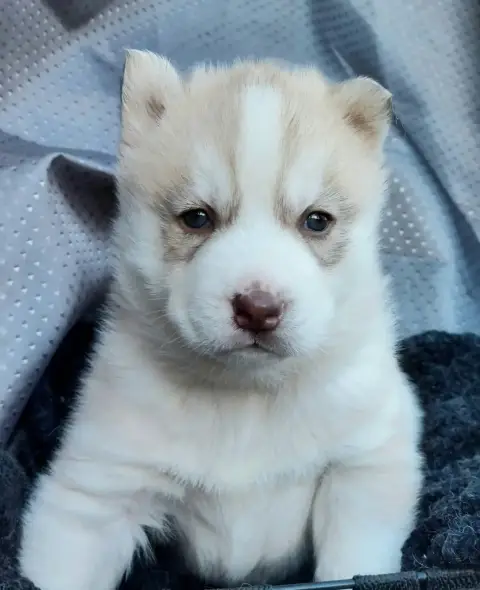 Siberian Husky photo 3