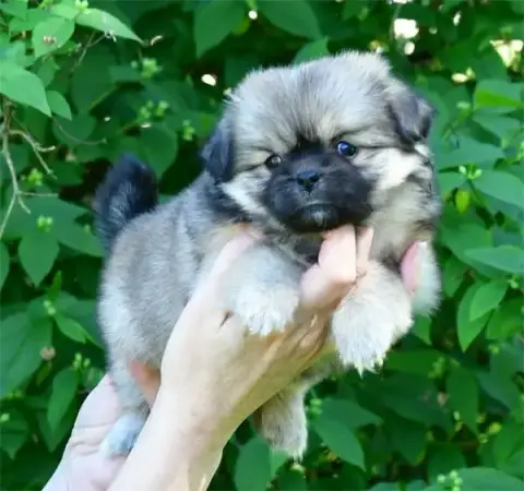Epagneul Tibetain  Chiot N°4 De Dame Nature