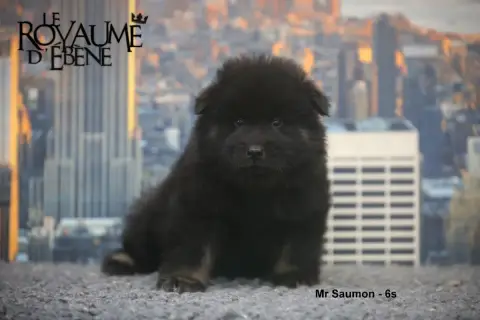 Eurasier  Mr Saumon Du Royaume D'Ebène